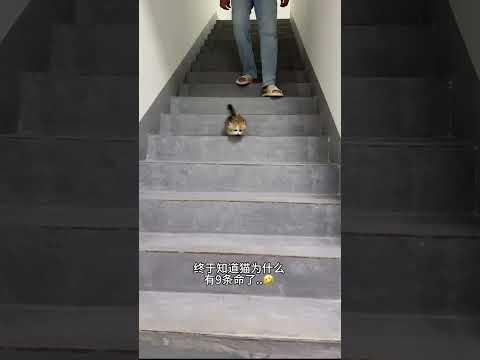 【#雪球日记】小猫:告诉俺妈俺不是孬种! #曼基康矮脚 #猫咪的迷惑行为