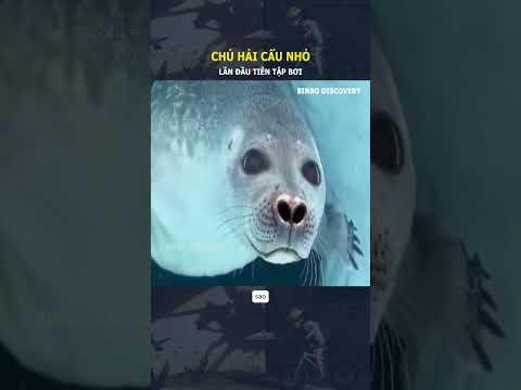 Chú hải cẩu nhỏ, lần đầu tiên tập bơi#shorts