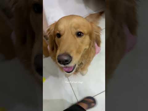 PeaNut Bore Ho Gaya #dog #shorts #goldenretriever #dogshorts