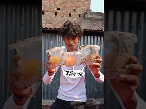 7 দিন পর 3 টে ফলের অবোস্থা #shorts #minivlog #vlog