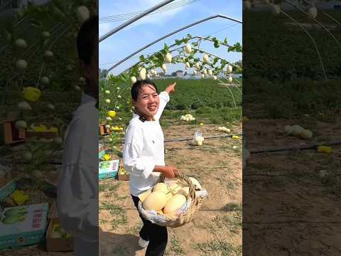 She Harvesting Amazing Honeydew Melon 🍈🍈 | Delicious Fruits Farming #shorts #youtubeshorts