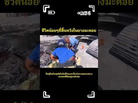 ชีวิตน้อยๆที่สิ้นหวังในยางมะตอย #cat