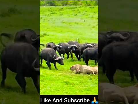 Buffalo's Heroic Charge: Saving a Friend from Lion's Grasp