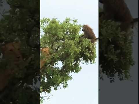 Akibat Mempermainkan Anak Singa