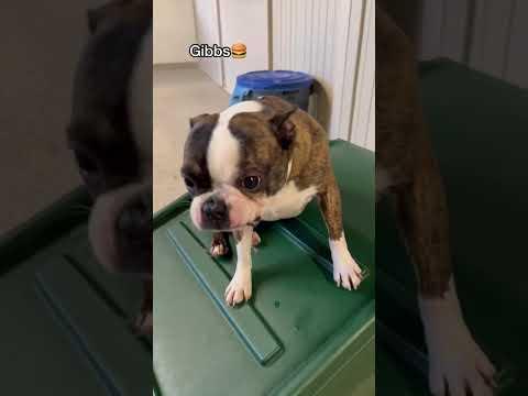 How dogs react to their nose being booped at dog daycare! #dogshorts #doggiedaycare #doglover