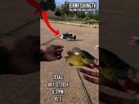 FEEDING MY 10 POUND BASS! 😨😯 #shorts