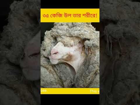 ৩৫ কেজি উল ছিল তার শরীরে #shorts #sheepfarming