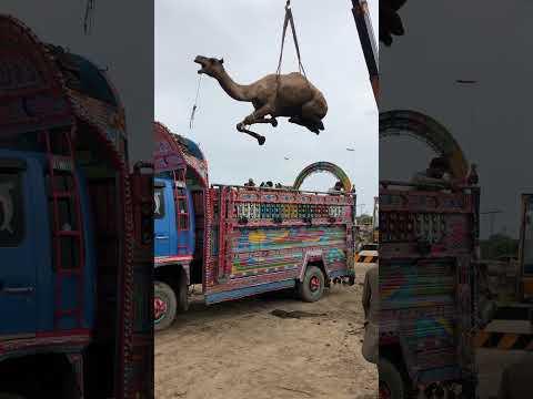 Camel loading in truck #yt #camel #lighttruck #shortvideo #camelloading #animals