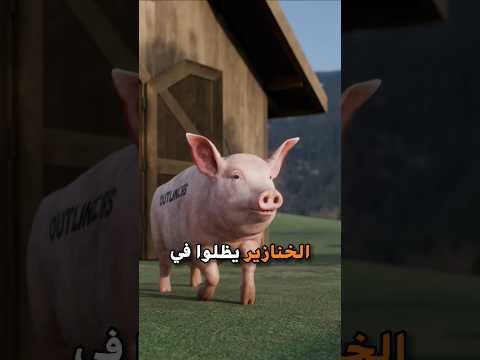ليش الخنازير تظل فالطين طول اليوم 🤔 ؟ #shortvideo