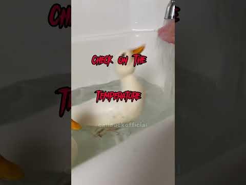 How to take a shower. #funnyanimals #petsofinstagram #pets #funny #shorts