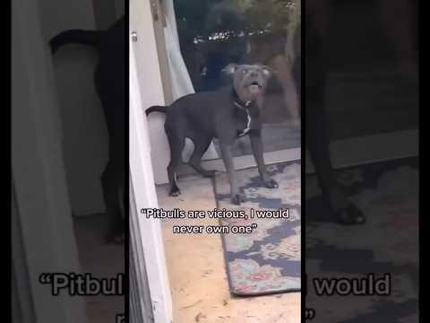 The most scary pitbull guard dog ever! #dog 🤣 #funny.