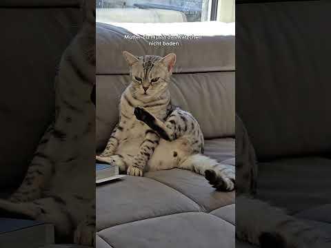 cosmos Rettungsplan #katze