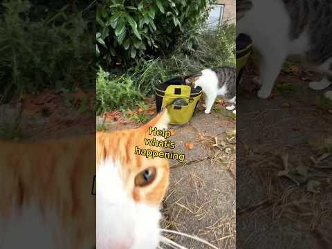 Bicycle Cat Adventures Part 6 - Was It All A Dream?!