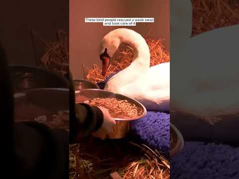 Rescue a swan #animalshorts #shortvideo #animalrescue