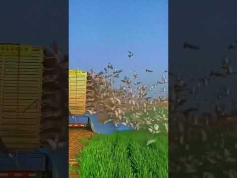 #shorts_ Thả Hàng Triệu Chim Câu _ Releasing Millions of Pigeons_ Duck Song TV