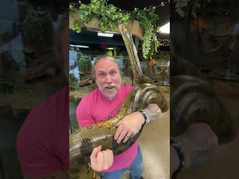 ¡Mi anaconda es enorme y poderosa!