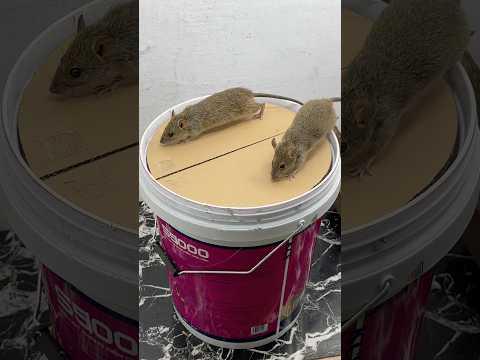 Best mouse toy at home // easy mouse toy #mousetrap