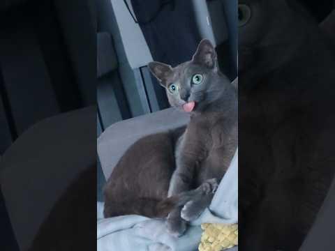 #211😺CATS&DOGS🐾