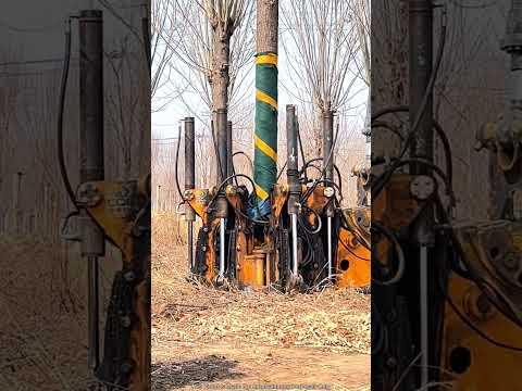 Tree Felling Machine #shortsvideo