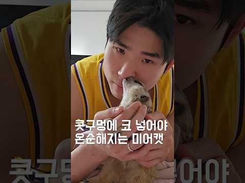 콧구멍에 코 넣어야 온순해지는 미어캣