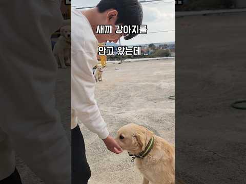 꼬리를 내리고 초긴장상태에서 냄새를 맡는다? #남해 #몽실이 #뽀끄미 #리트리버 #신입생 #긴장