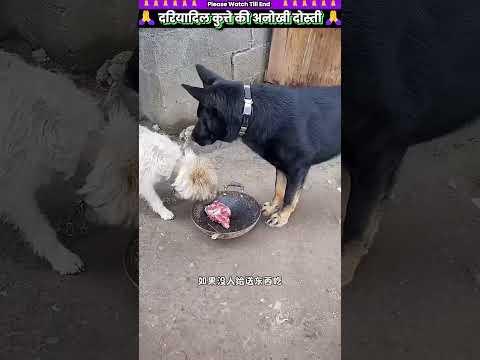 दरियादिल कुत्ते की अनोखी दोस्ती 🙏 #animal #animalrescue #animallover #rescue #dog