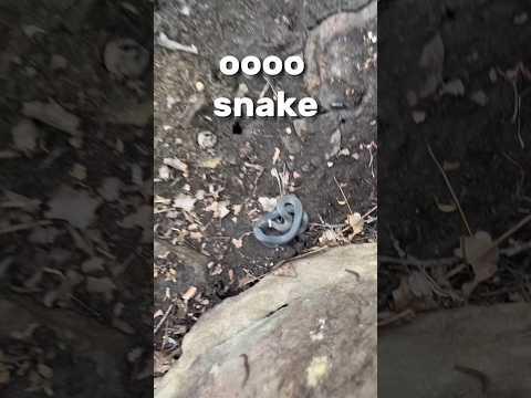 I flipped 7 rocks and found a venomous snake