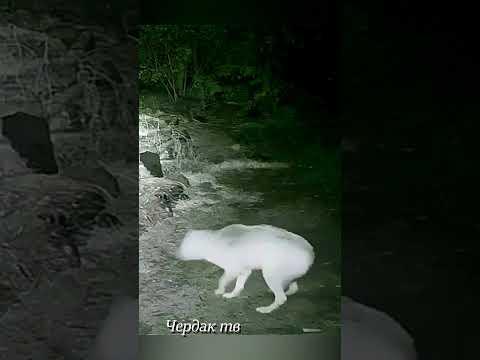 The wolf took a chance on a skunk.