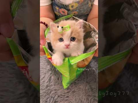 抓到一只可爱的小奶猫～💕😻