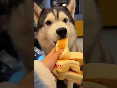 История про делёжку хлеба 😁😋