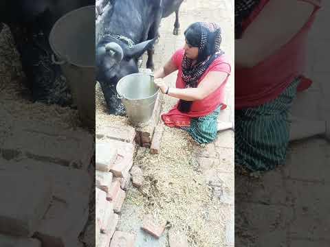 dukh mein Kate# jamuna Kumari 515# हम हैंडिकैप है # viral # please sapot Karo subscribe please 🙏😭😭😭