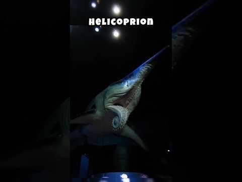 Animals that went Extinct Before humans were born #animalsfacts #facts #extinctanimals