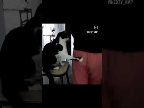 eles são os gatos mais Experto do mundo todo de mais , são brasileiros?