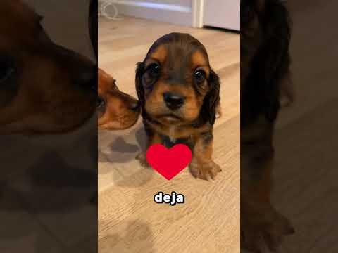 ¡Si estas cosas extrañas se te pegan al cuerpo, llama a una ambulancia de inmediato! 🚑⚠️