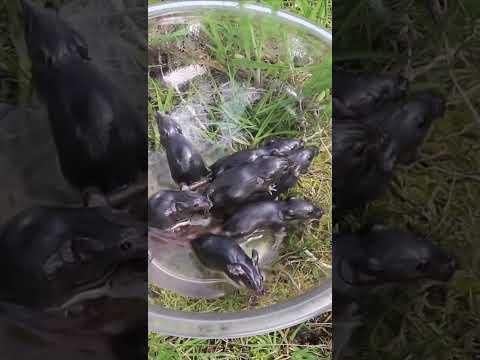 The Amazing Bowl Of Oil Mouse Trap - Catching A Ton Of Mice. Mousetrap Monday Youtube Short.