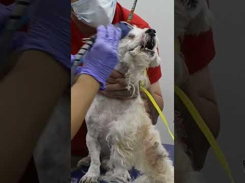 Without the Owner We Could Not Do This Easily & Fast