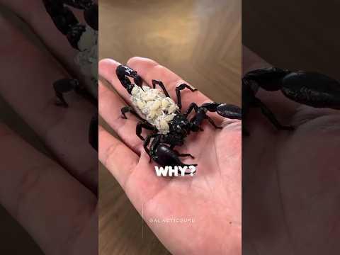 Scorpion Farming 😳. #science #sciencefacts #cosmicexploration