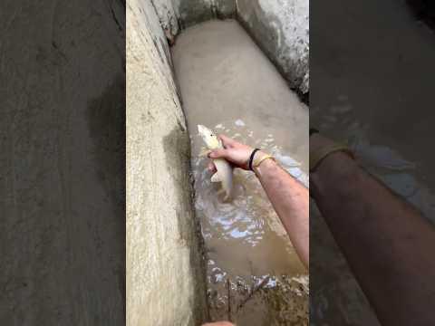 Je sauve des poissons des égouts !! 🐠😰