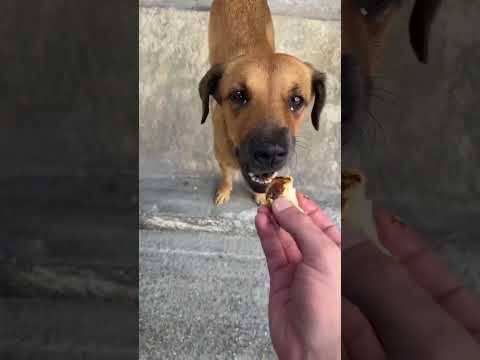 Nadie le daba pollito! 😕