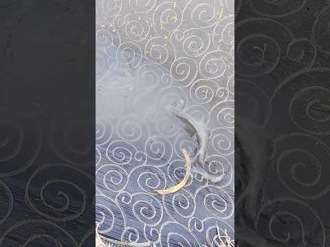 #fishlovers #freefiregaming #battleroyalegame