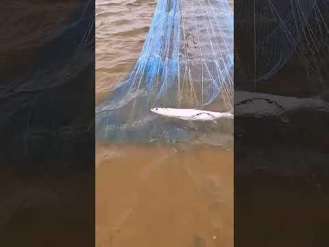 😱ஆற்று தண்ணீரில் கடல் மீன் கிடைத்த அதிசயத்தை பாருங்கள் rivar fishing #fishing #shorts #river