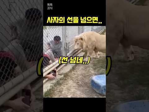 사자의 마지막 선을 넘으면…