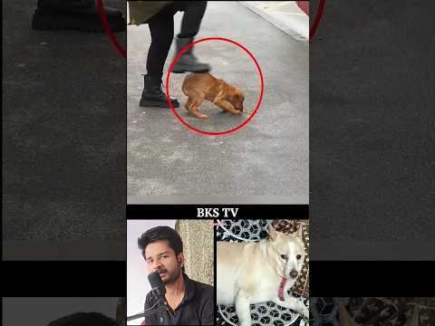 This Puppy Got The special treatment from the Passengers which he deserved💕#shorts #love #corgi #cat