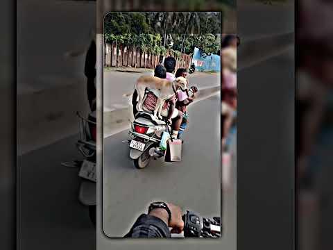 True Friends Love Dog 😎🎯 Sigma rule | inspirational quotes | motivational quotes #shorts #motivation