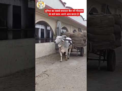 गौशाला के सारे काम अपने आप करता है ये बैल😯 Very Intelligent Ox👌 #short #ox #reels #farming #kisan