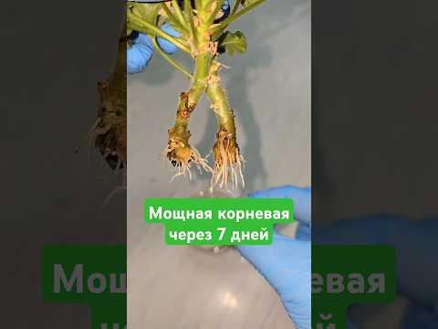 ЖАЛЕЮ, ЧТО не укореняла так ГЕРАНЬ, корни лезут щеткой быстро, история одного куста #цветы