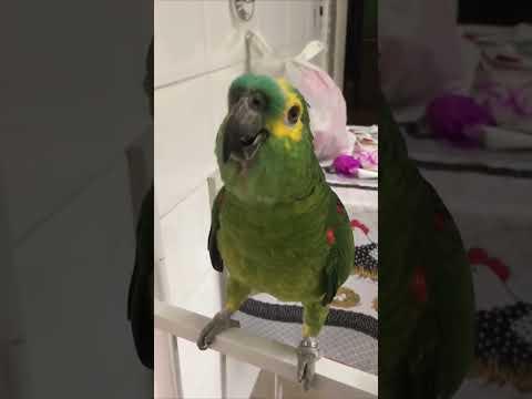 QUANDO O PAPAGAIO É FOLGADO 😂🥰