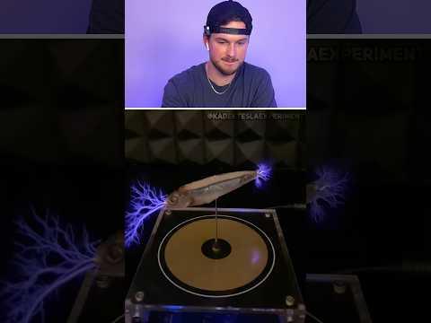 Don't Laugh ❗ | 59 @kadekteslaexperiment