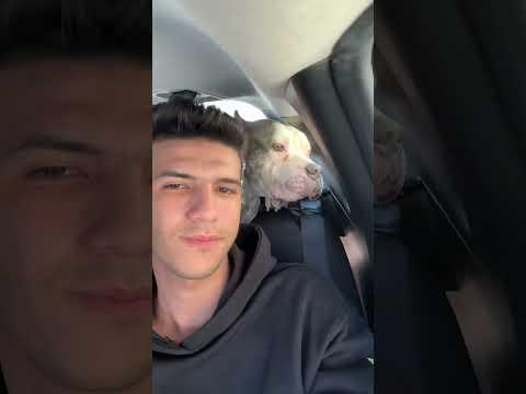 انقذنا كلب بيتبول 😱