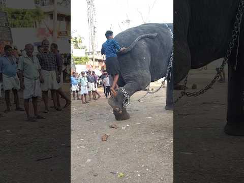 ചെക്കൻ പൊളിയാ....Kerala Elephant